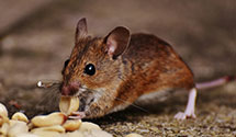 24 Hour & Emergency Exterminators in Va Beach, VA